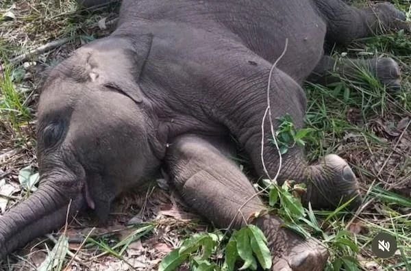 Anak gajah Tari ditemukan mati mendadak (dok. Ist)