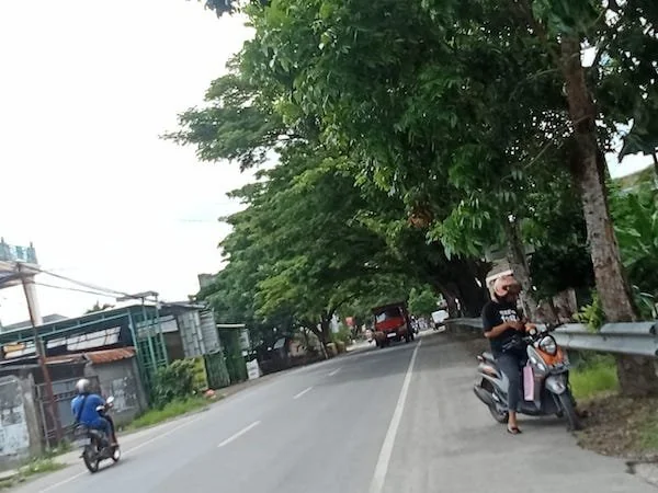 sejumlah Pohon besae di Jalan pahlawan bulukumba (Fitriani Lestari M)