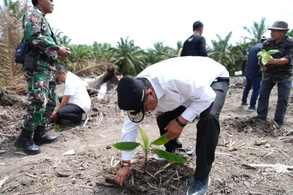 Pj Gubernur Sulbar Bahtiar Baharuddin saat menanam pisang di Pasangkayu (Dok : Ist).