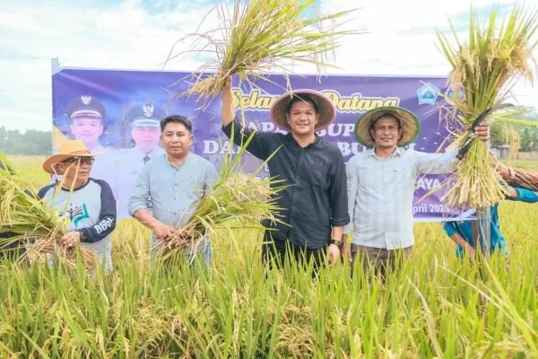 Bupati Bantaeng, M. Fathul Fauzy Nurdin saat panen raya padi (Dok : Ist).