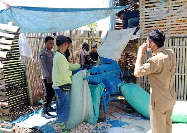 Bhabinkamtibmas Polsek Binamu, Bripka A. Zulfiqar Serang bersama Petugas Penyuluh Lapangan (PPL) Pertanian, Rahman saat melakukan peninjauan aktivitas penggilingan jagung kuning petani di Dusun Kayu Kebo Utara, Desa Tanjonga, Kecamatan Turatea.