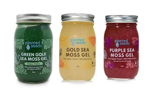 Lumut laut atau sea moss memiliki beragam nutrisi untuk tubuh (Dok: Int)