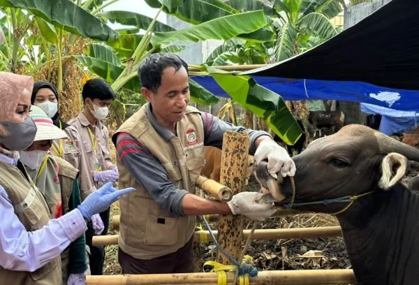 Dinas Perikanan dan Pertanian (DP2) Kota Makassar meningkatkan upaya pemeriksaan hewan kurban sesuai dengan standar operasional prosedur (Dok : ist).
