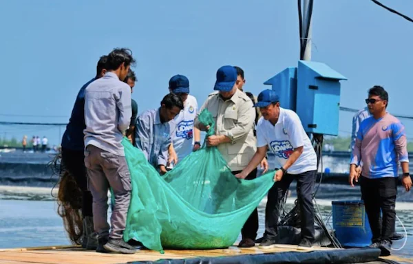 Presiden Prabowo Subianto (tengah) ikut menarik jaring saat meninjau kegiatan panen raya udang di tambak Budi Daya Udang Berbasis Kawasan (BUBK) Kebumen, Jawa Tengah, Sabtu (23/5/2026).ANTARA/HO-BPMI Sekretariat Presiden
