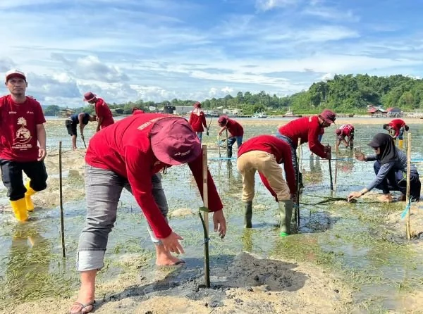 Pertamina Patra Niaga Regional Sulawesi melalui Integrated Terminal (IT) Kendari menanam 1.000 bibit mangrove di pesisir Kelurahan Mata, Kota Kendari. (Dok: Ist)