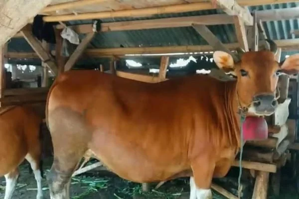 Salah satu sapi kurban di Bulukumba.