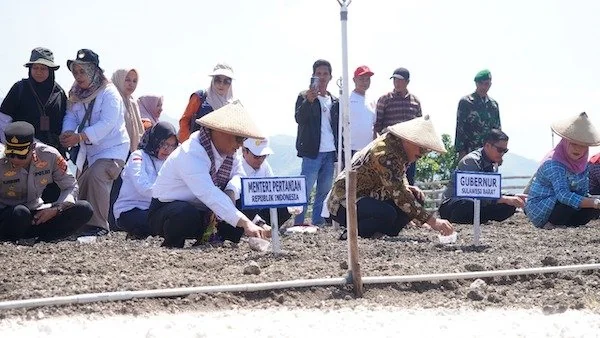 Penanaman Bawah secara simbolis yang dilakukan oleh Menteri Pertanian dan Gubernur Sulbar (dok:Ist)