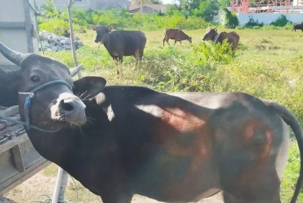 Salah satu sapi kurban Polres Jeneponto (Dok : ist).