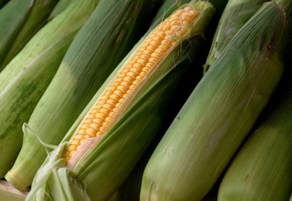 Ilustrasi jagung (Dok: Int).