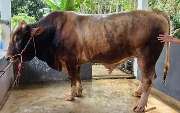 Bantuan Sapi Kurban Presiden RI. (Dok: Ist)