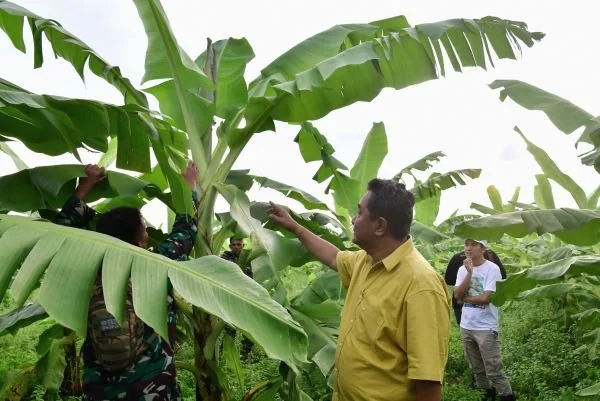 Budidaya pisang cavendish di Sulsel (Dok : Ist).