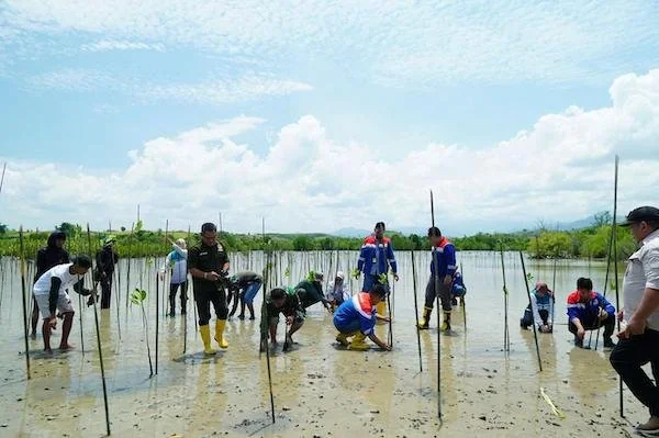 Penanaman 1.000 bibit magrove oleh Pertamina Sulawesi di Kawasan Cagar Alam Panua