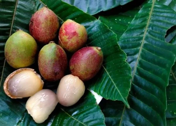 Ilustrasi buah matoa (Dok: Int)