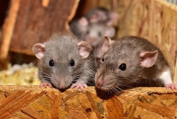Ilustrasi tikus (Dok: Int)