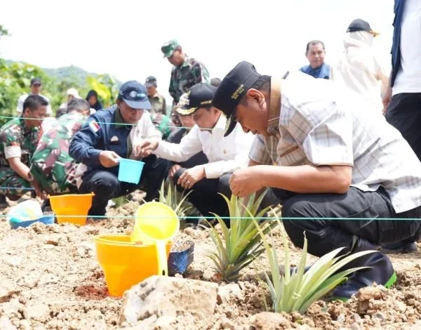 Pj Gubernur Sulsel, Bahtiar Baharuddin melakukan penanaman nanas di Barru, Jumat (23/3).