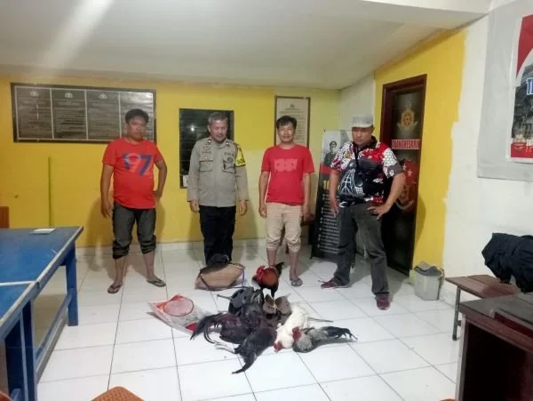 Polsek Sanggalangi’ Polres Toraja Utara saat mengamankan barang bukti hasil judi sabung ayam (Dok : ist).