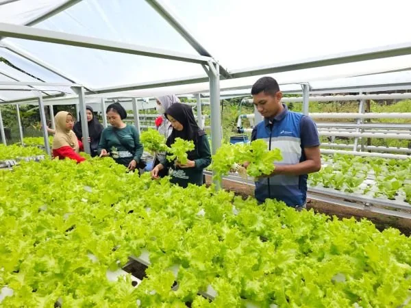 Kebun Kelompok Wanita Tani (KWT) Baji Minasa, Dusun Pao-Pao, Desa Baji Mangngai, Kecamatan Mandai, Kabupaten Maros. Dok. Ist