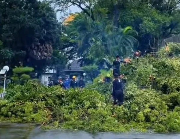 Pohon Tumbang di Makassar (Dok: Ist).