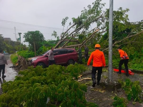 Pohon tumbang di depan kantor dinas Perhubungan Sulbar menimpa satu unit kendaraan mobil (dok:ist)