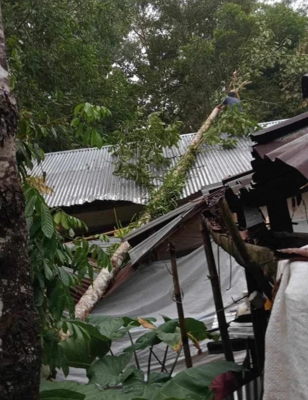 Penampakan Rumah Warga Ibu Herlina saat tertimpa pohon. (Dokumentasi Jerni)
