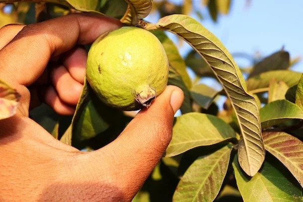 Ilutrasi buah jambu biji (Dok: Int)