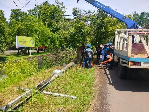 Pohon Tumbang Robohkan Tuang Listrik di Makassar, (Dok: Ist).