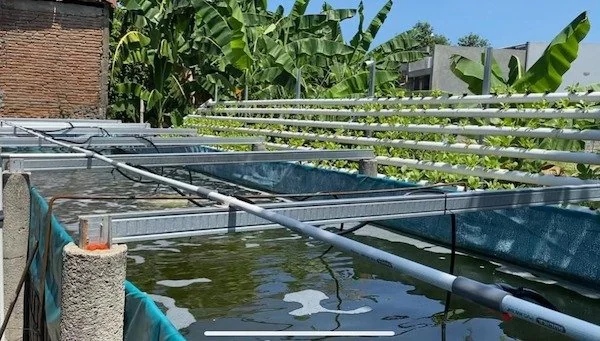 Urban Farmingbdan Budidaya Udang Vaname, (Dok: Ist).