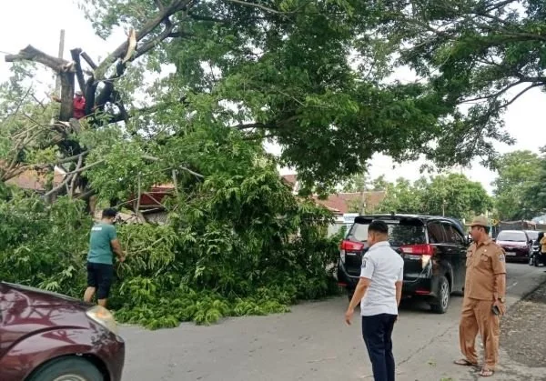Pohon Tumbang di Jeneponto. (Dok: Ist).