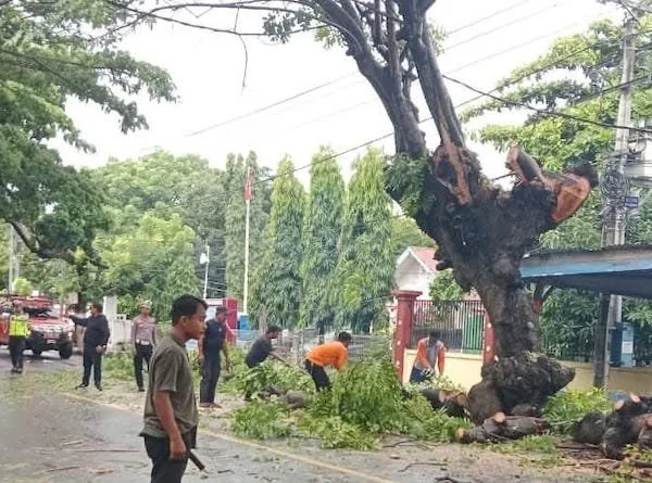 Tim TRC BPBD Jeneponto, saat melakukan pemangkasan pohon tua di Jl. pahlawan pada Selasa sore (3/2).