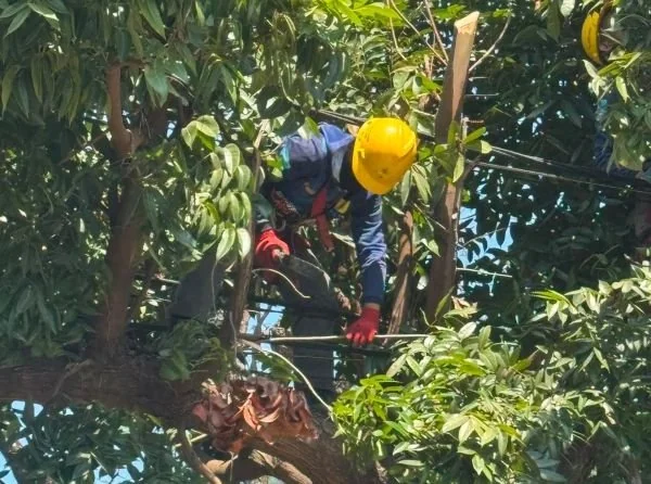 PLN Makassar Selatan lakukan pemangkasan terpadu (Dok: Ist)