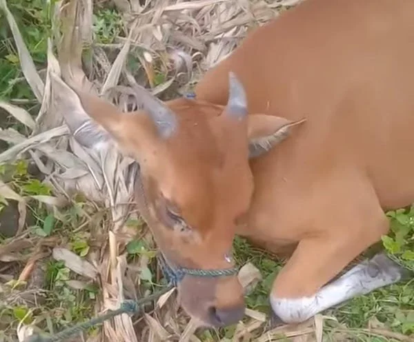 Sapi peliharaan Ardi saat kondisinya masih hidup. (Foto/ist).
