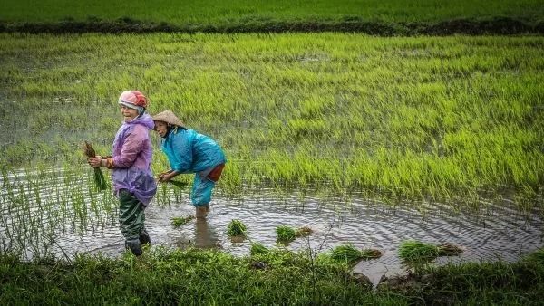 Ilustrasi petani (Dok: Int)