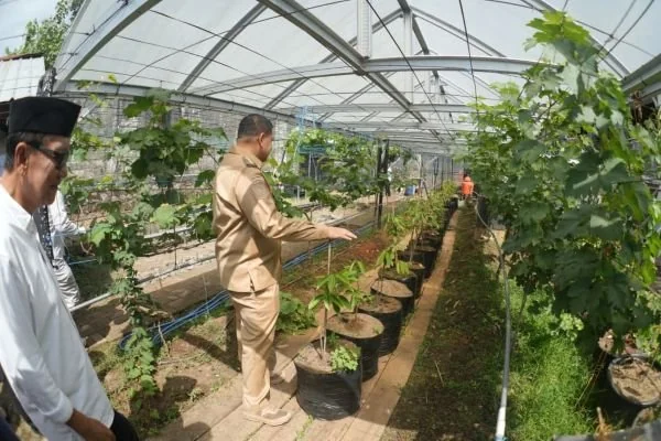 Gerakan Urban Farming Bukit Baruga, (Dok: Ist).
