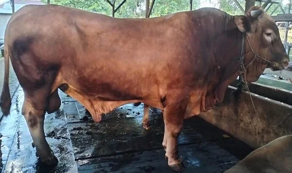 ilustrasi sapi kurban (dok. Ist)