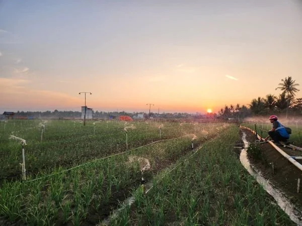 PLN memastikan pasokan listrik andal bagi petani bawang di Desa Telle, Kabupaten Bone untuk penyiraman. (Dok: Ist)