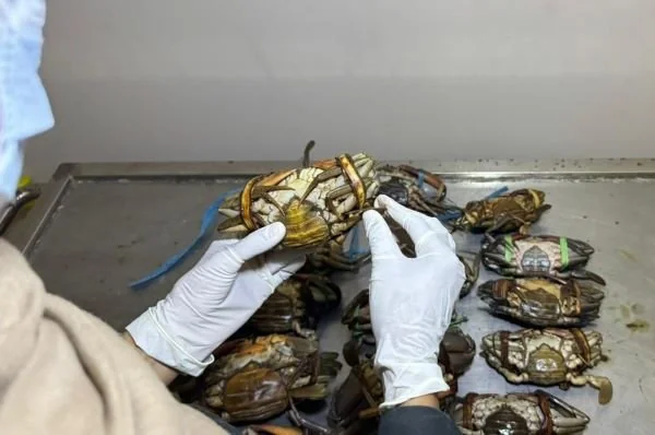 Petugas Karantina saat memeriksa kepiting bakau yang disita (dok:ist)