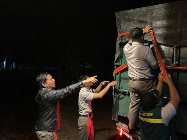 BKHIT Sulbar saat menyita ribuan bibit tanaman hias di pelabuhan feri Simboro Mamuju(dok: ist)