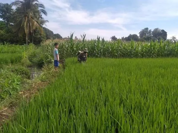 Sawah Petani Di Ujung Loe
