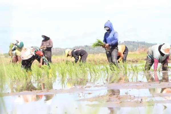 Sertu Asrinto saat membantu petani di lahan persawan warga Jeneponto (Dok : Ist).