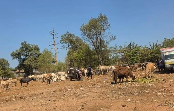Sapi di TPA Tamangapa Antang (Dok: Ist)