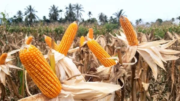 Jagung (Dok: Ist).