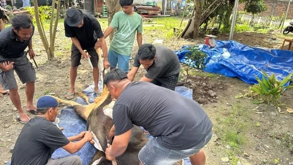Sapi kurban Partai NasDem Sulsel (Dok : Ist).