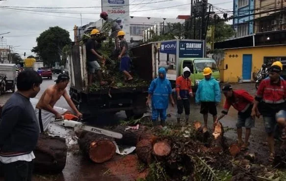 Pohon Tumbang di Jalan Yos Sudarso, Kecamatan Ujung Tanah, Kota Makassar, Sulawesi Selatan,  Rabu (17/1) malam. Foto IST