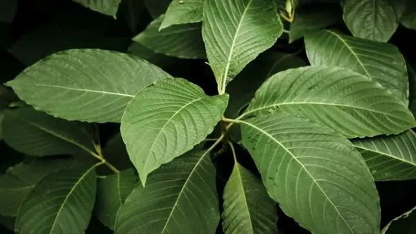 Ilustrasi Tanaman Kratom (Dok : int).