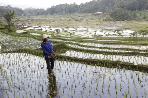 Petani Sedang Menaburkan Pupuk di Sawah-nya, (Dok: Ist).