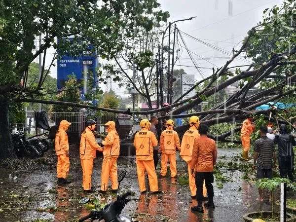 Penanganan Pohon Tumbang di Jalan Gatot Subroto (Dok: Ist).
