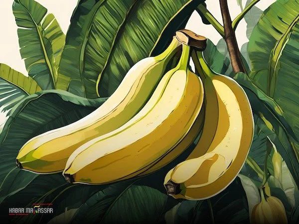 ilustrasi pisang Cavendish (dok kabarMakassar)