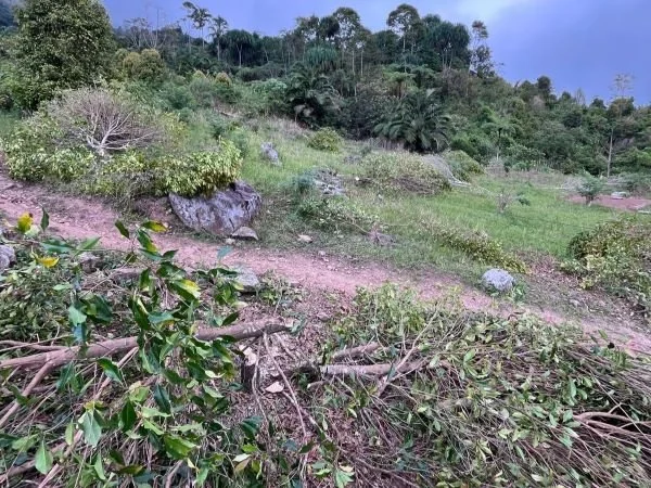 Penebangan tanaman cengkeh warga Luwu oleh PT Masmindo (Dok : Ist).