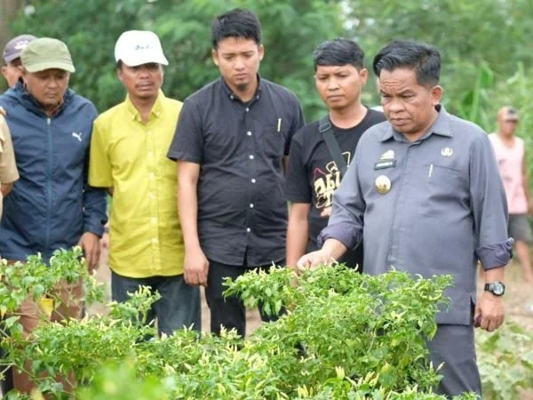 Pj Bupati Jeneponto, Junaedi Bakri saat meninjau tanaman cabai petani di Desa Lentu (Dok : Ist).