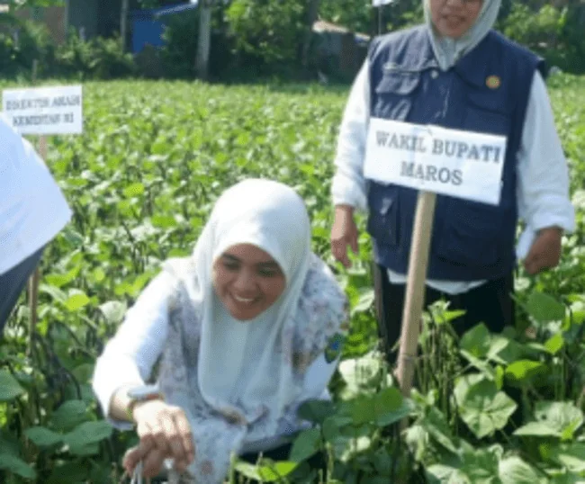 Wabup Hj Suhartina Bohari Bersama Pihak Kementan RI Hadiri Gerakan Panen Koorporasi Kacang Hijau
